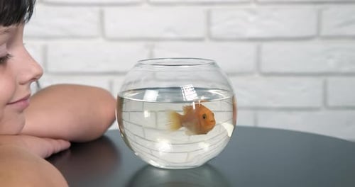 Child Observes Fish Swimming in Small Fishbowl
