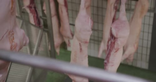 Fresh Pork Sides Hanging on Hooks in Factory