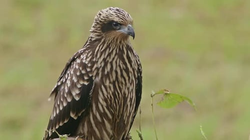 Handsome Hawk Perched Outside in Nature