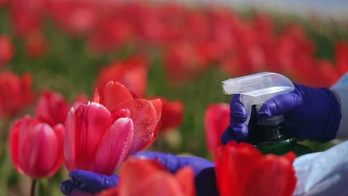 Gently Spraying Water on Colorful Tulips Amidst a Vibrant Flower Field During Springtime