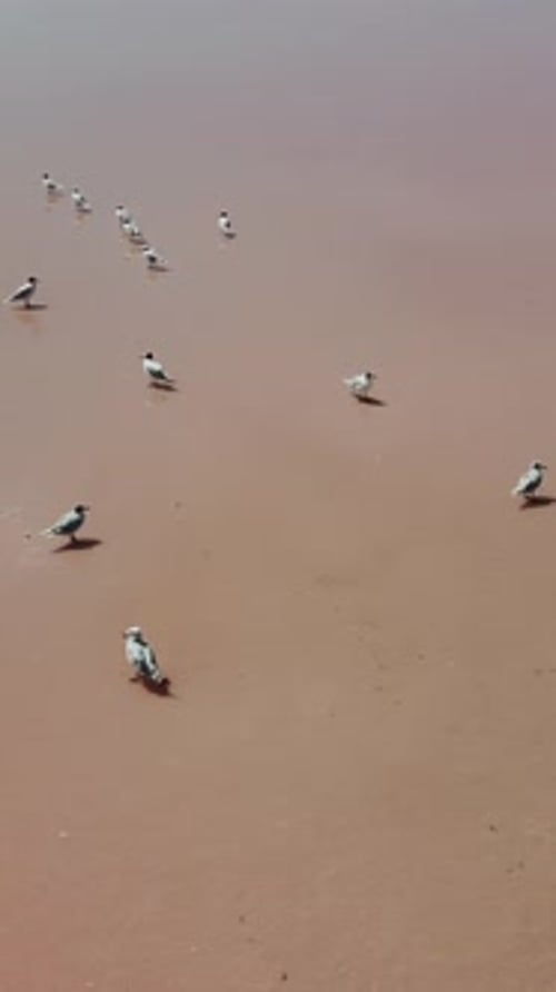 Seagulls at Pink Salt Lake Dunaliella Salina Impart a Red Pink Water in Mineral Lake with Dry