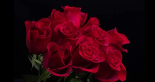 Ein Dramatisch Strauß tiefroter Rosen auf schwarzem Hintergrund