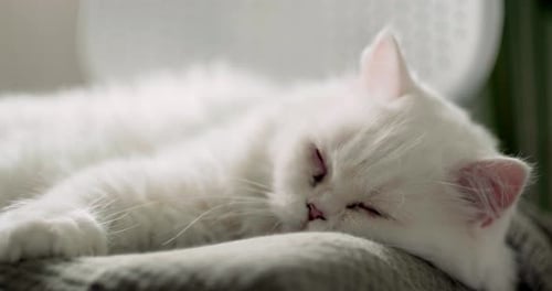 Schlafende Katze zu Hause Weiße Perserkatze rollt sich auf einem weichen Kissenstuhl zusammen und döst friedlich mit Entspanntem
