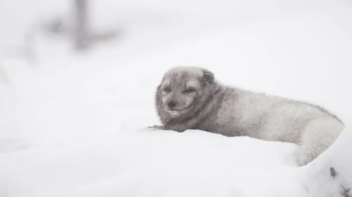 Young Arctic Fox sits in the snow during the wintertime and shows tongue.