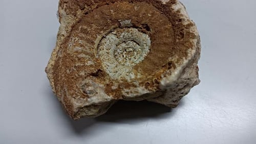 Ancient Fossil Specimen Close Up