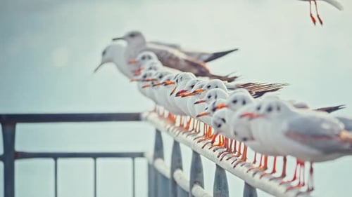 Möwe