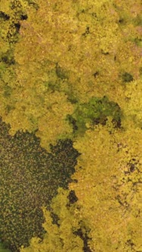 Gelbe Ahornbäume im Herbst: Vertikale Drohne mit Draufsicht aus der Luft fliegt vertikal nach oben (Video)