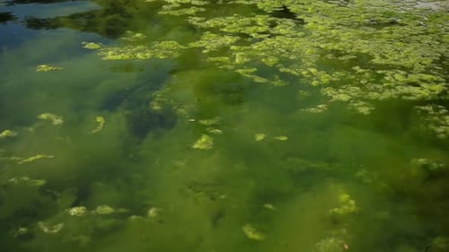 Water Covered with Green Algae Background of Green Algae Blooming in the Lake