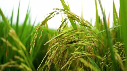 Showing Golden Rice Green Tree Field, Agriculture Rice Food Background