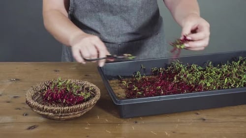Harvesting Radish Microgreens From the Propagation Tray with Scissors