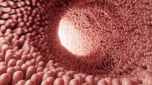 Fleshy intestinal canal lined with soft villi