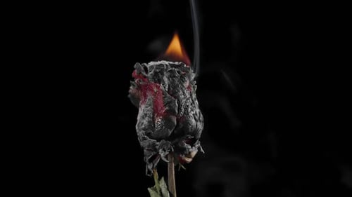 Burning Red Rose in Flames on Black Background