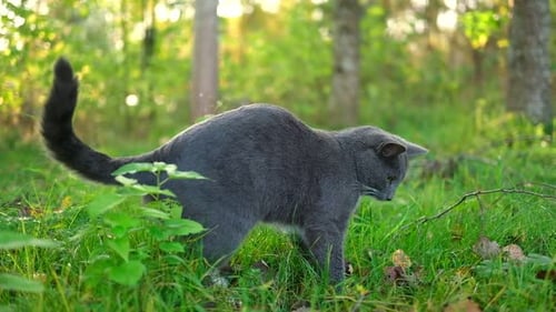 Cat Portrait Graceful Gray Cat Walking in the Forest or Garden Funny Cat Outdoors Beautiful Feline