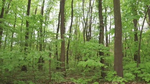 Walking On A Forest Road, Spring Season