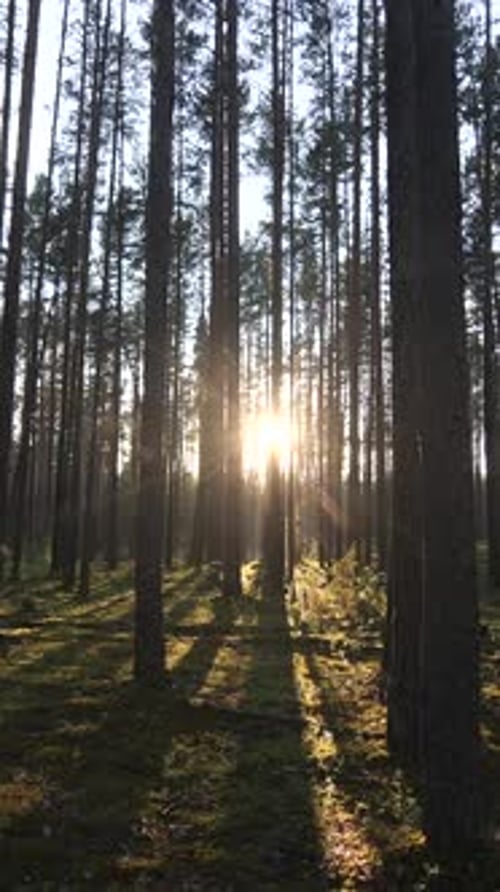 Vertical Video Green Forest Pine Trees Fairy Forest Trees Pattern