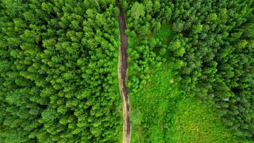 Drone tops down green treetops pine forest with a narrow river cutting between