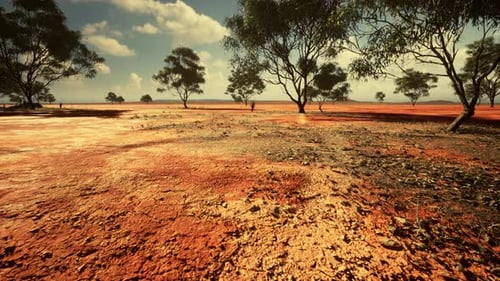 Flying Over Arid Outback Landscape with Eucalyptus Trees
