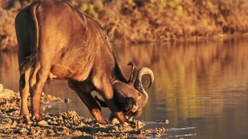 Majestic Cape Buffalo Drinking at Waterhole at Sunset