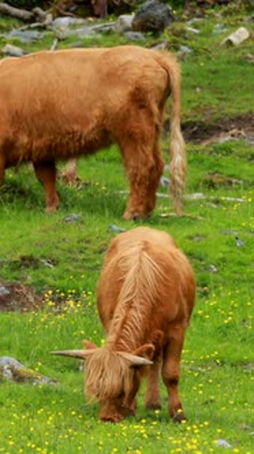 Highland Cows Grazing Peacefully in Green Meadow