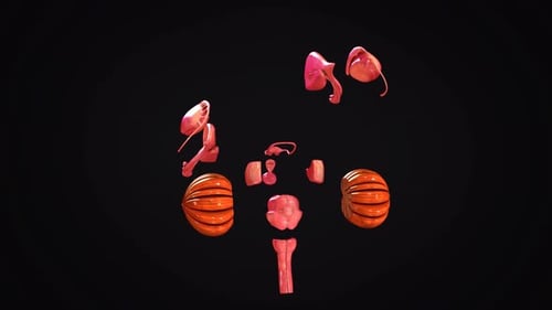 Detailed human brain anatomy displayed in isolated view