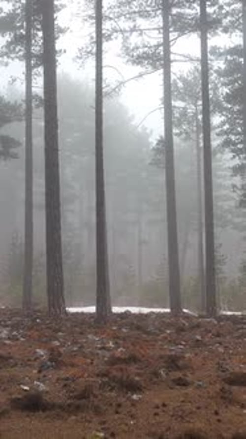 Vertical Video Misty Forest Flight Between Trees in the Foggy Forest