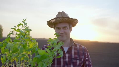 Farmer Man Portrait Looking at Camera Holding Plants at Field Sunset Harvesting Farming Planting