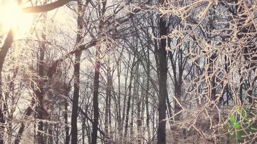 Frozen Tree. Winter Forest. Sun Shine Through Tree Branches Covered with Snow