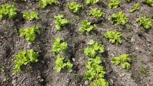 Authentic rural farm countryside, lettuce grow in terrace field. Agro tourism concept.