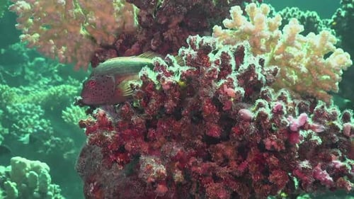 Tropical coral reef fish. Freckled Hawkfish - Ambassis Kopsii. A small fish with a pronounced orange