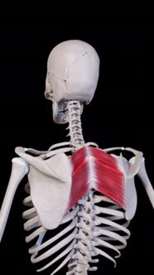 Rhomboid Muscle Movement Vertical Video