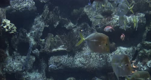 Meeresaquarium mit tropischen Fischen