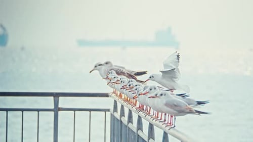 4K Möwe