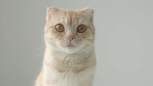 Portrait of Ginger Tabby Young Cat Breed Scottish Fold with Big Brown Eyes on Gray Background