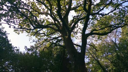 Branches Of Ancient Huge Trees Growing In The Forest. Low Angle Shot