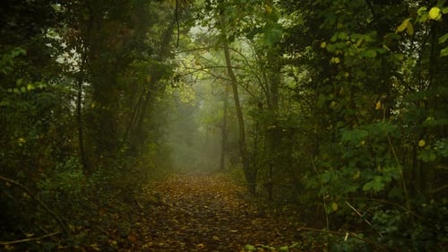 Forest Path Covered with Fallen Leaves Surrounded By Dense Mist Creating Mystical Atmosphere