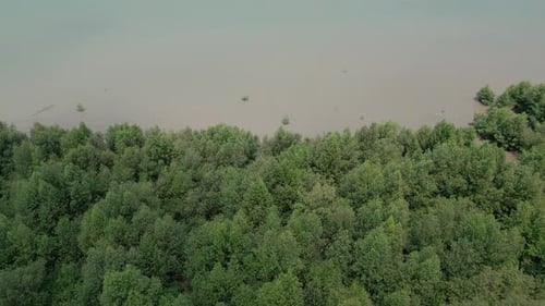green mangrove forest in tropical rainforest