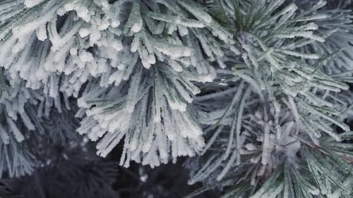 Green pine needles covered with ice
