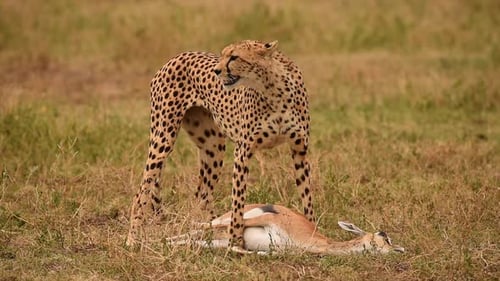 Cheetah And Cubs Eating Prey Antelope In Tanzania Grassland