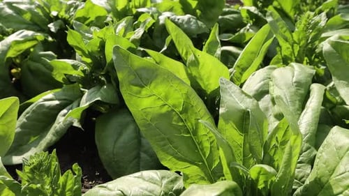 Growing spinach.