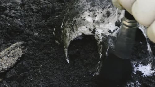 Forensic archeologist brushing earth dirt from excavated human skull