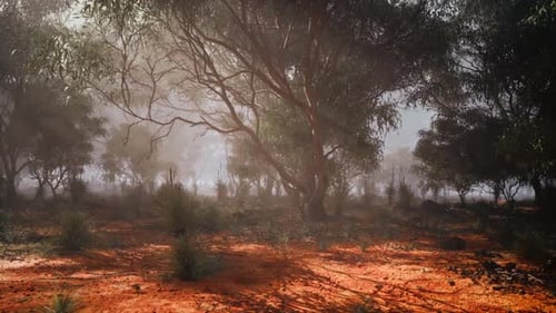 Misty Australian Bushland Forest Animated Loop Background
