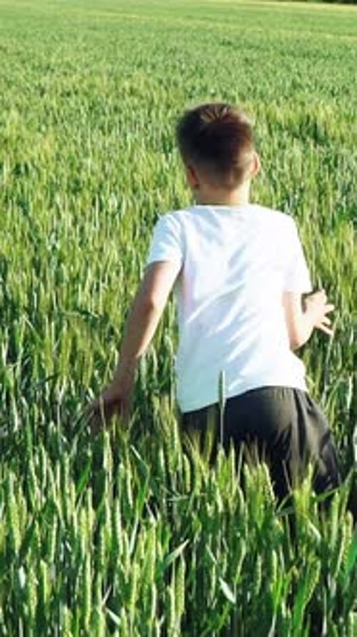 boy with his back is running over the wheat in the field in the afternoon in warm weather.