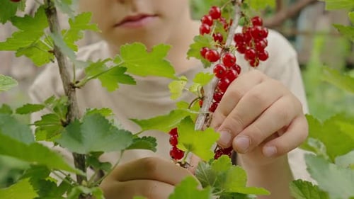 Little Boy Picking Up Red Ripe Currants From Bush in Garden Hand with Berries