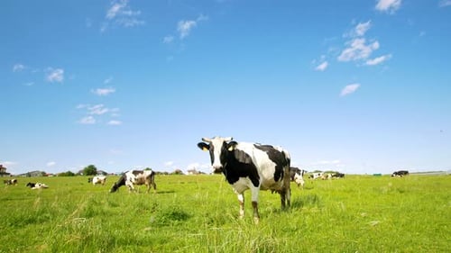 Cows Grazing Peacefully in a Sunny Green Meadow