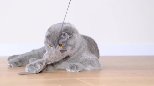 Grey Cat Batting at a Mouse Toy