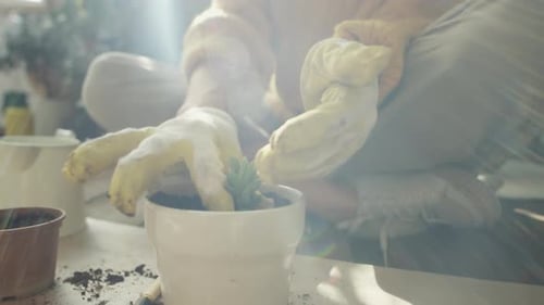 Woman Planting Succulent in Ceramic Pot