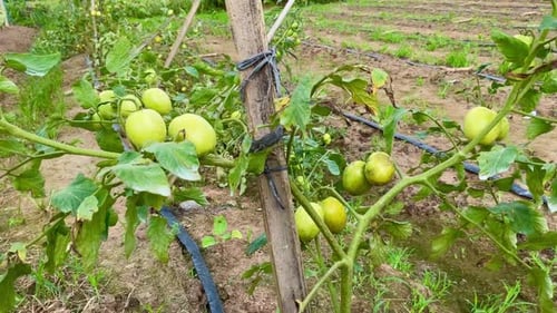 fresh green tomatoes