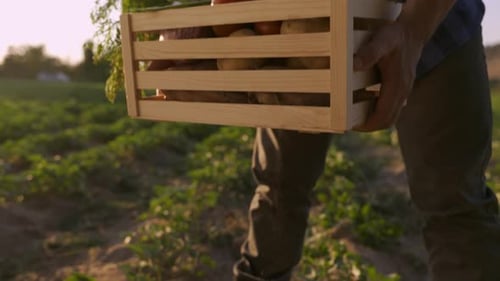 El granjero recoge del suelo una cesta llena de verduras recién recogidas
