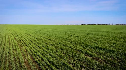 Junge grüne Sprossen von Getreidepflanzen, die aufgrund starker Windböen im Frühling auf dem Feld schwanken