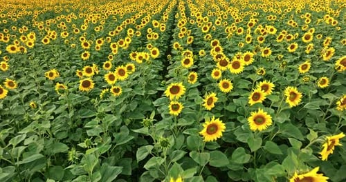 Big sunflower field blooming in summer, Poland